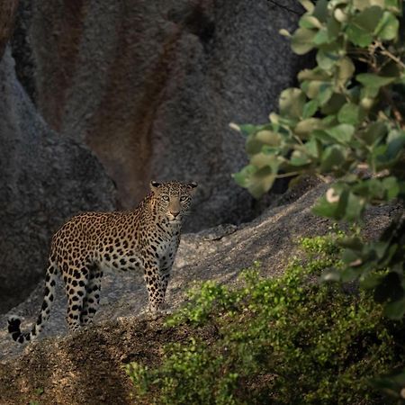 Jawai Leopard Villa Bijapur  Exterior photo