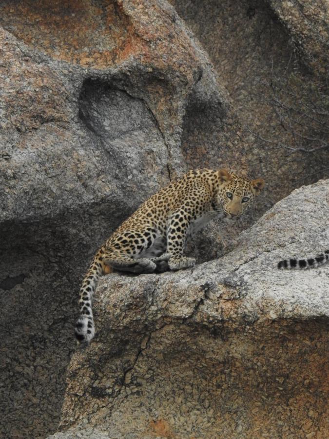 Jawai Leopard Villa Bijapur  Exterior photo