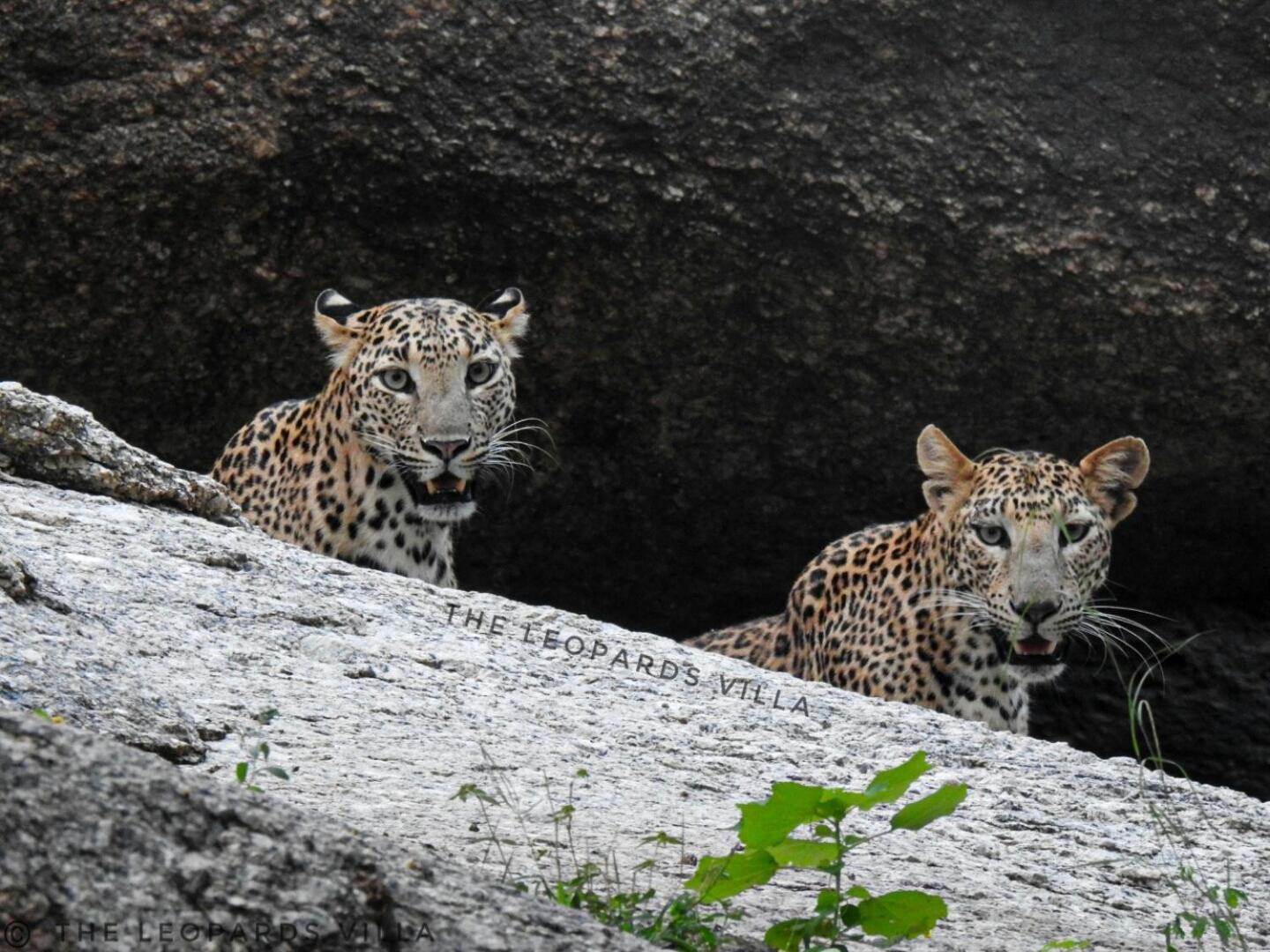 Jawai Leopard Villa Bijapur  Exterior photo
