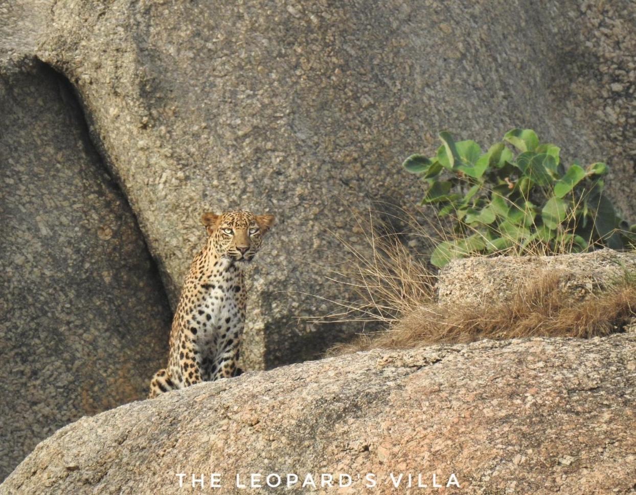 Jawai Leopard Villa Bijapur  Exterior photo
