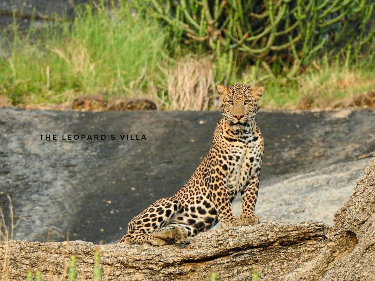 Jawai Leopard Villa Bijapur  Exterior photo