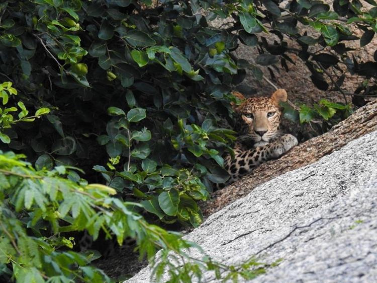 Jawai Leopard Villa Bijapur  Exterior photo