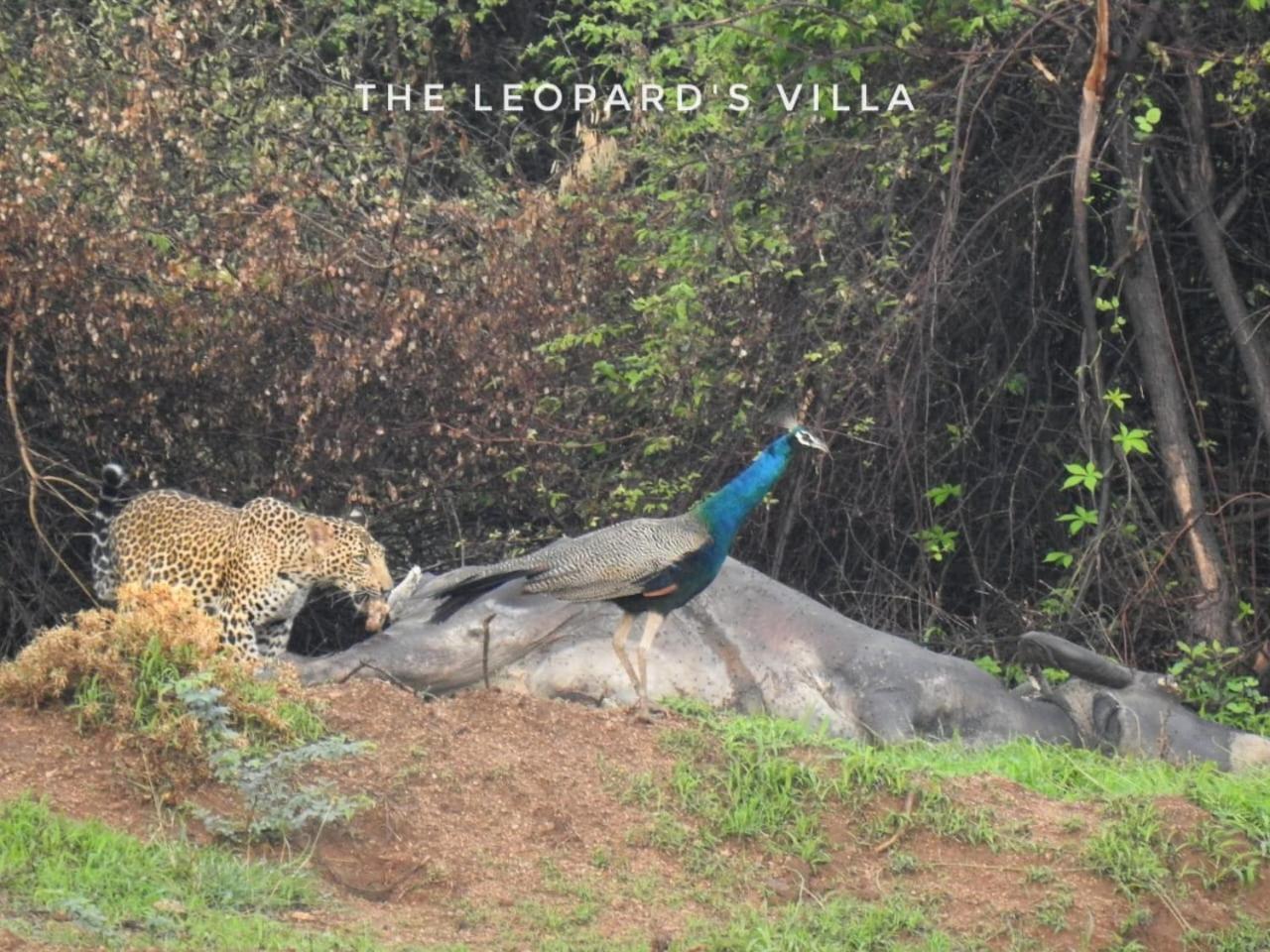 Jawai Leopard Villa Bijapur  Exterior photo
